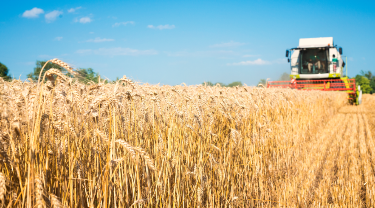 Buğday Fiyatlarında Güncelleme! Mayıs 2024 Güncel Buğday Fiyatları