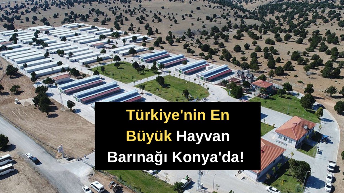 Türkiye'nin En Büyük Hayvan Barınağı Konya'da!