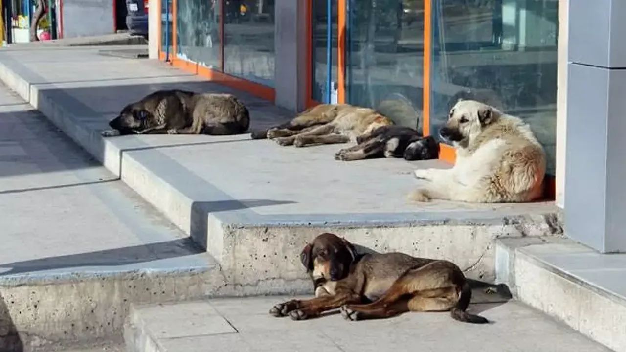 Türkiye'de Sokak Köpekleri İçin Devrim Niteliğinde Yasa Taslağı: İşte Dikkat Çeken Detaylar!